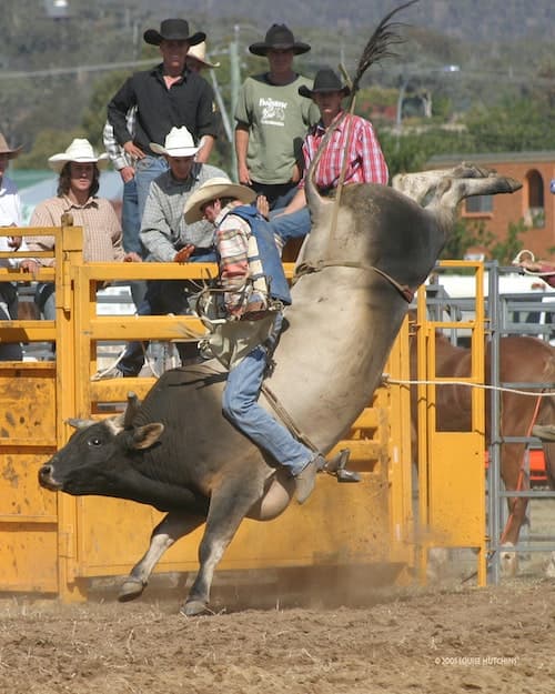 Rodeo Bull Rider